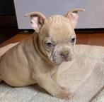 franse bulldog pups,creme kleur,blauwe oogjes, Dieren en Toebehoren, België, Reu, 8 tot 15 weken, CDV (hondenziekte)