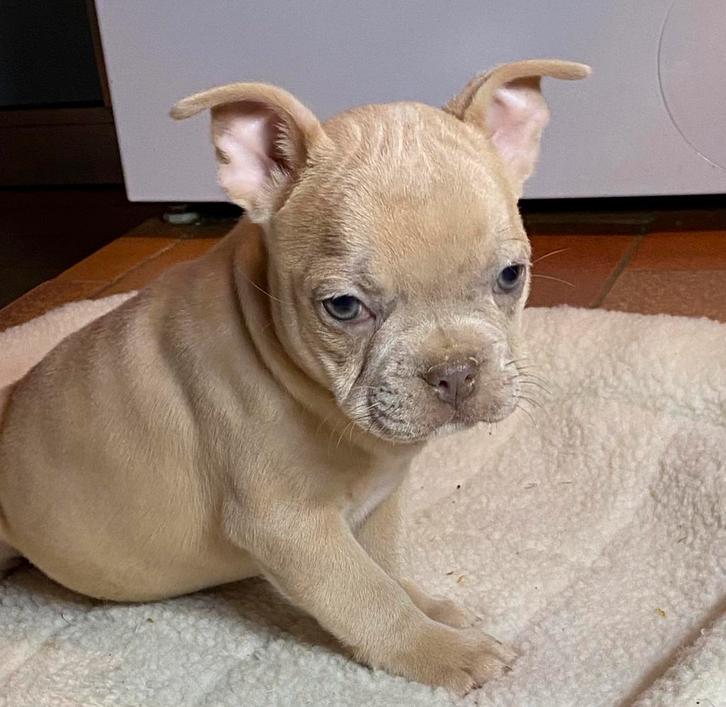 franse bulldog pups,creme kleur,blauwe oogjes, Dieren en Toebehoren, Honden | Bulldogs, Pinschers en Molossers, Reu, Bulldog, Fokker | Professioneel