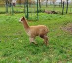 Alpaca hengst, Dieren en Toebehoren