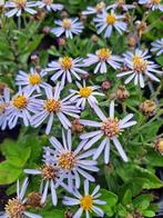Aster asran, Tuin en Terras, Ophalen