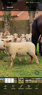 Moutons de Laeken à vendre