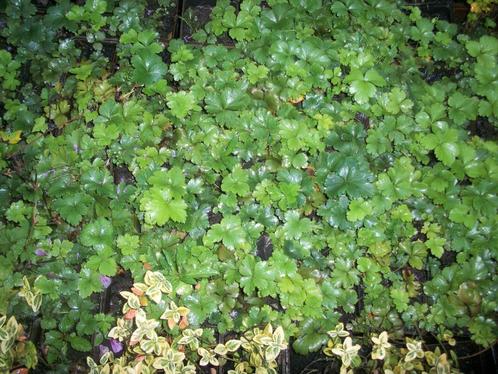 Waldsteinia bodembedekker met geel bloemetje, Tuin en Terras, Planten | Tuinplanten, Vaste plant, Bodembedekkers, Volle zon, Lente