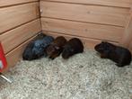 Mannen cavia's van Maart, Cavia