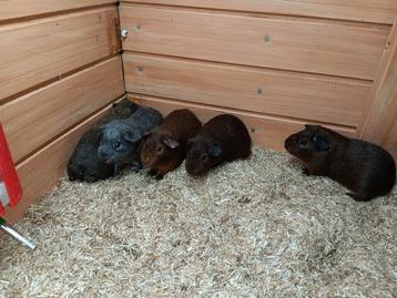 Mannen cavia's van Maart  beschikbaar voor biedingen