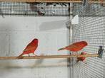 Rood Isabel kanaries, Dieren en Toebehoren, Vogels | Kanaries