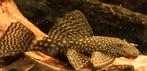Koppel ancistrus, Dieren en Toebehoren, Vissen | Aquariumvissen, Vis, Zoetwatervis, Schoolvis