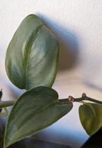 Scindapsus treubii moonlight stek, Huis en Inrichting, Ophalen