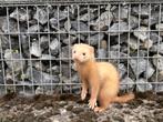 Jonge vrouwelijke fret, Dieren en Toebehoren, Knaagdieren, Fret, Vrouwelijk, Mei, Tam