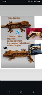 PPV Tangerine wimpergekko baby, Lézard, Domestique, 0 à 2 ans