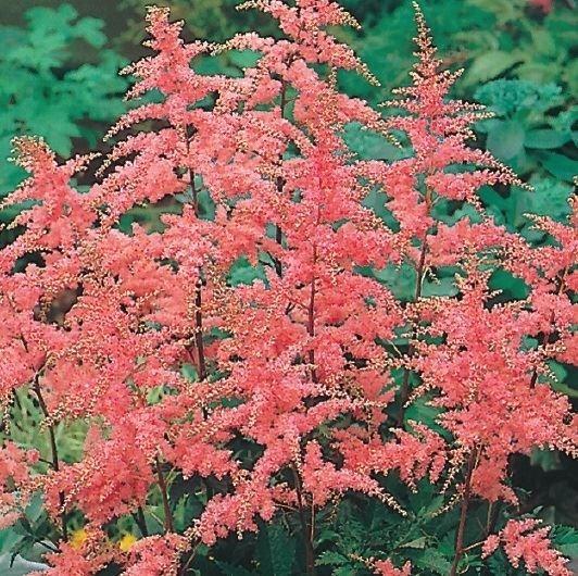 Astilbe ,Bergenia ,Campanula, Tuin en Terras, Planten | Tuinplanten, Vaste plant, Ophalen of Verzenden