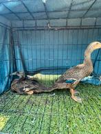 Indishe loopeend koppel, Dieren en Toebehoren, Pluimvee, Eend