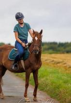 halve stal gezocht, Dieren en Toebehoren, Paarden