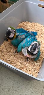 Tamme baby blauw gele ara, Dieren en Toebehoren, Vogels | Parkieten en Papegaaien