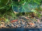 Neocaridina red cherry, Animaux & Accessoires, Homard, Crabe ou Crevette, Poisson d'eau douce