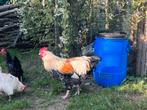 Faverolle / leghorn x harco, Dieren en Toebehoren, Pluimvee