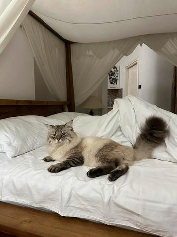 Dekdienst siberische dekkater: Prince Albert Zhemchug Nevy beschikbaar voor biedingen