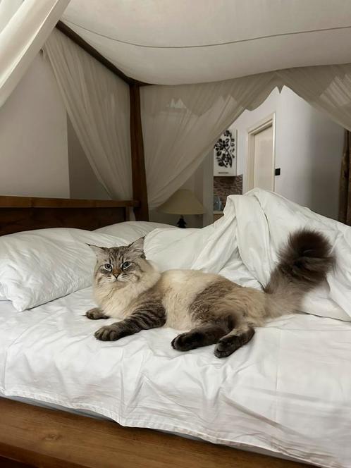 Dekdienst siberische dekkater: Prince Albert Zhemchug Nevy, Dieren en Toebehoren, Katten en Kittens | Dekkaters, 3 tot 5 jaar