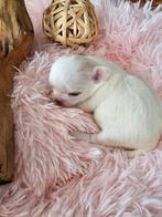 Chihuahua pups, Dieren en Toebehoren, Honden | Chihuahua's en Gezelschapshonden, CDV (hondenziekte), België, Fokker | Hobbymatig