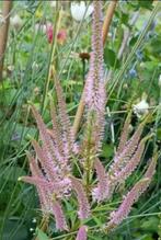 Gesnoeide stengel Veronicastrum, Vaste plant, Halfschaduw, Zomer, Ophalen
