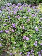 Geranium azur rush, Tuin en Terras, Planten | Tuinplanten, Ophalen