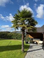 grote palmbomen te koop, uit volle grond, Ophalen, Volle zon, Palmboom, 250 tot 400 cm