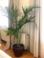 Plante - Grand palmier 170 cm de haut + cache pot, Huis en Inrichting, Kamerplanten, Ophalen, Palm