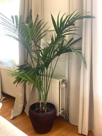 Plante - Grand palmier 170 cm de haut + cache pot beschikbaar voor biedingen
