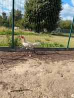 Hint x tiense vechter, Dieren en Toebehoren, Pluimvee, Meerdere dieren, Kip