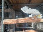 Witkuif kaketoe pop, Dieren en Toebehoren, Vogels | Parkieten en Papegaaien, Vrouwelijk, Papegaai, Geringd