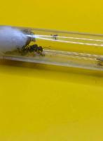 Messor Barbarus koningin met 1-10 werksters, Mieren