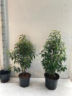 Prunus lusitanica 'Angustifolia',  Vaste plant 🌷🌳🌻�, Enlèvement ou Envoi, Plante fixe