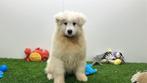 Samojeed pups, België, Keeshond, 8 tot 15 weken, CDV (hondenziekte)
