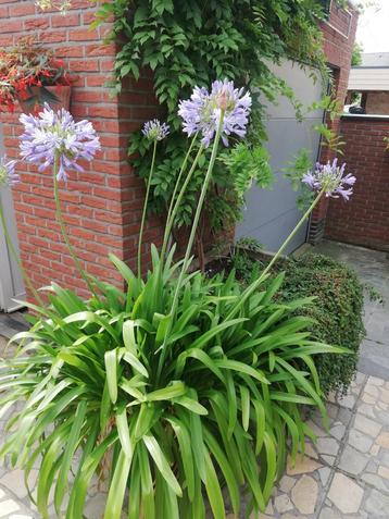 Agapanthus beschikbaar voor biedingen