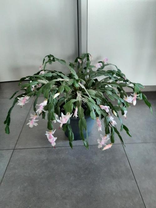 Paascactus, Huis en Inrichting, Kamerplanten, Cactus, Ophalen