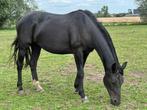 Super lieve merrie#Weidemaatje #coachingpaard #knuffelvriend, Merrie