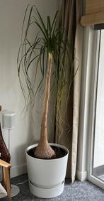 Olifantenpoot Beaucarnea 190cm, Ophalen, Palm, In pot, 150 tot 200 cm
