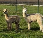 Alpaca hengst en merrie te koop, Dieren en Toebehoren, Juni