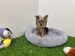 MINI Yorkshire Terrier pup, Yorkshire Terriër, België, 8 tot 15 weken, Eén hond