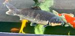 Mooie grote magoi koi, Karper of Koi