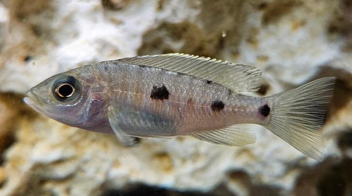 Copadichromis Mloto malawi cichliden, Dieren en Toebehoren, Vissen | Aquariumvissen, Zoetwatervis, Vis