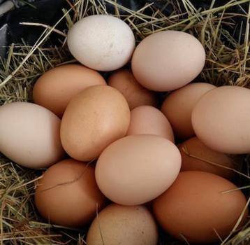 Verse eiren. Bio eiren. Los lopende kippen., Dieren en Toebehoren