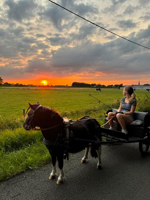 Shetlander koets/sulky, Dieren en Toebehoren, Paarden en Pony's | Overige Paardenspullen, Ophalen