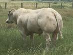 springstier dekstier, Dieren en Toebehoren
