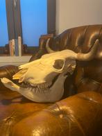 Authentieke runderschedel met hoorns decoratief vintage stuk, Verzamelen, Dierenverzamelingen, Ophalen, Schedel