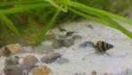 Helena slakken, Dieren en Toebehoren, Vissen | Aquariumvissen
