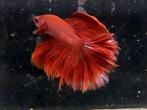 Betta halfmoon, Vis, Zoetwatervis