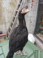 Shamo aseel hen te koop, Dieren en Toebehoren, Pluimvee, Vrouwelijk, Kip