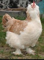 BROEDEIEREN DUITSE FAVAROLLES (RESERVEREN 2026, Dieren en Toebehoren, Kip