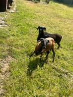 Ram te koop, Geit