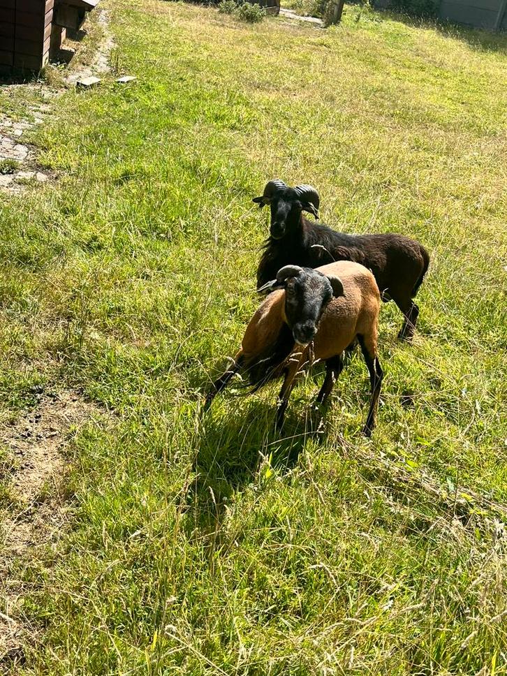 Ram te koop, Dieren en Toebehoren, Schapen, Geiten en Varkens, Geit